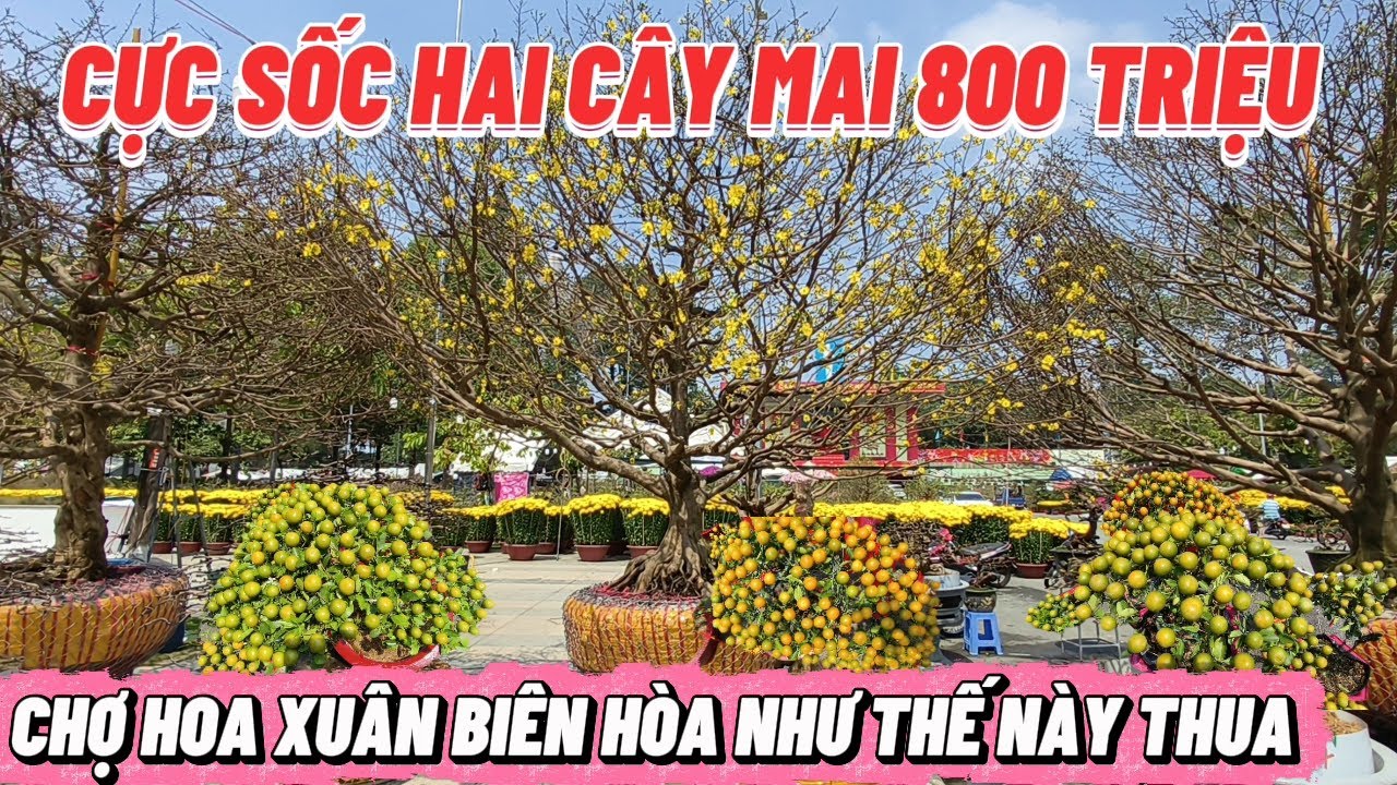 CỰC SỐC HAI CÂY MAI NHƯ THẾ NÀY 800 TRIỆU CẬP NHẬT GIÁ HOA XUÂN BIÊN HÒA NGAY LÚC NÀY