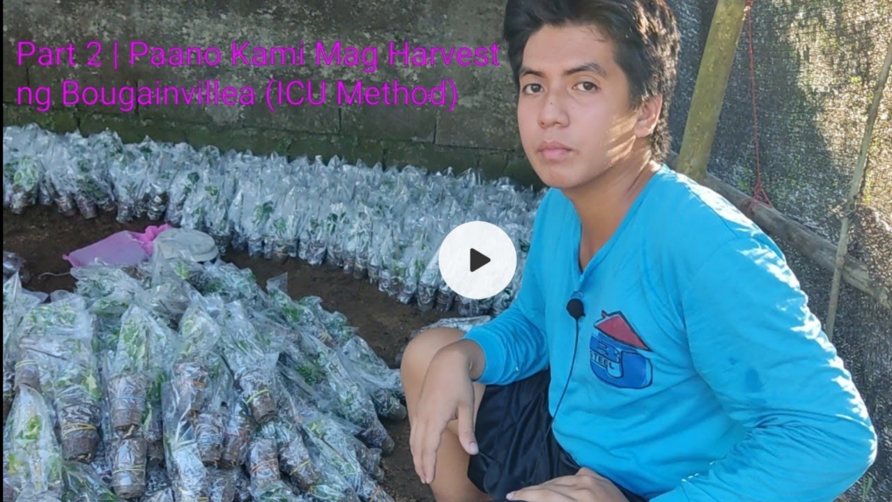 Part 2 | Paano Kami Mag Harvest ng Bougainvillea (ICU)