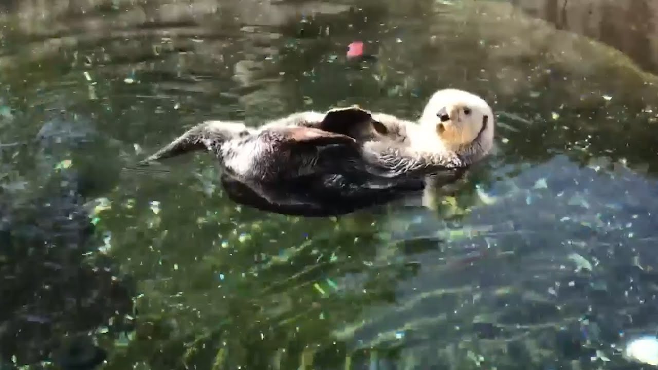 Day in the Life of a Mammalogist at Oregon Coast Aquarium