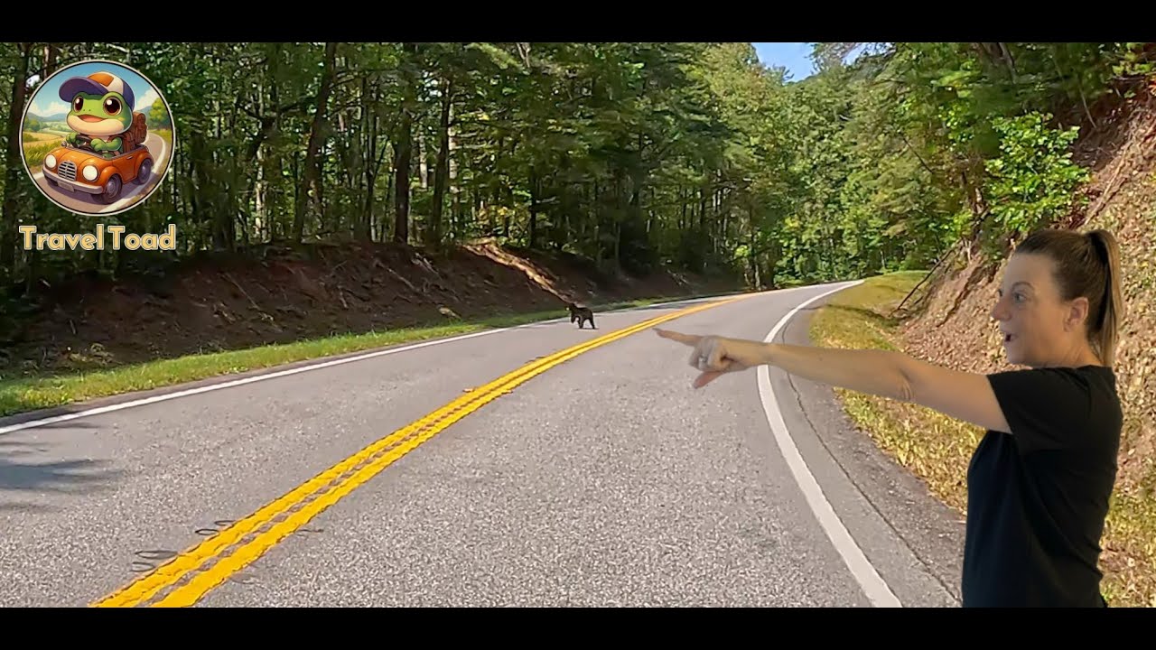 Just Road. Just Nature. Just Bear. 🐻 | Russell-Brasstown Scenic Loop in 4K - No Talking Just Nature