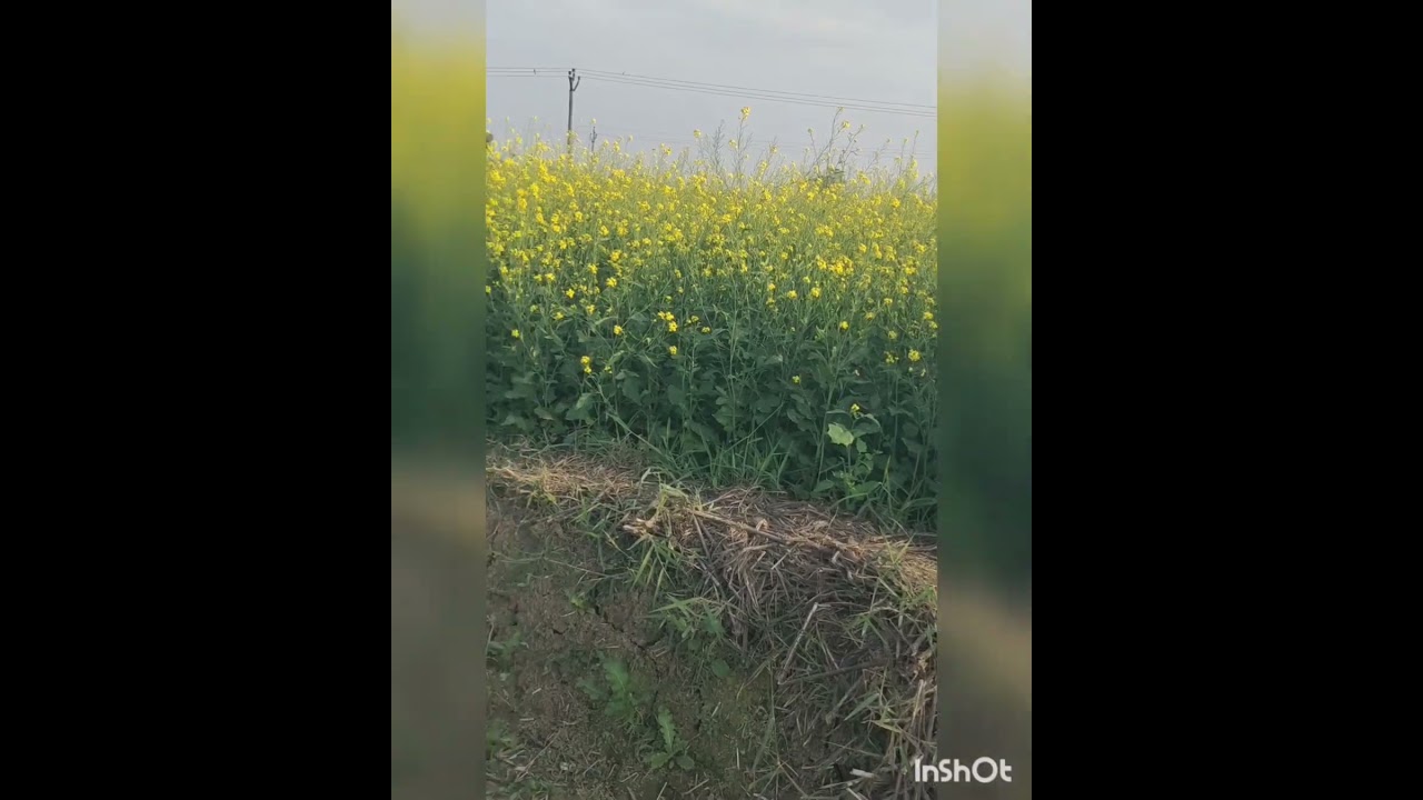 Field Image of Mustard field 