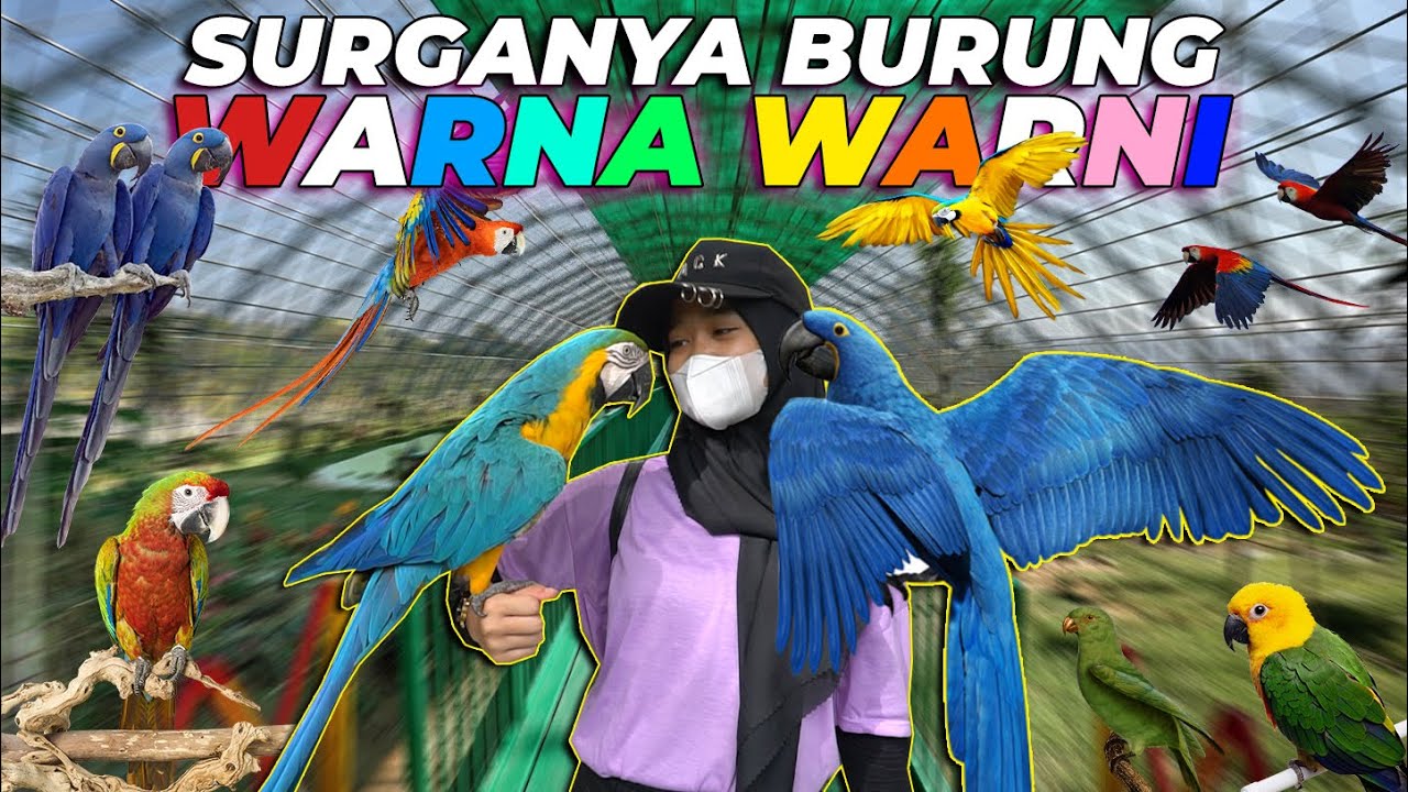 DIRUMAH JOGLO HARUS ADA AVIARY BURUNG PARUH BENGKOK NIH..!