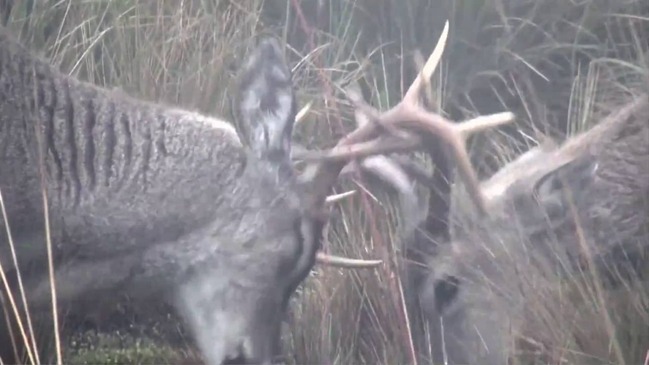 Andean Bear and Peruvian White tailed Deer