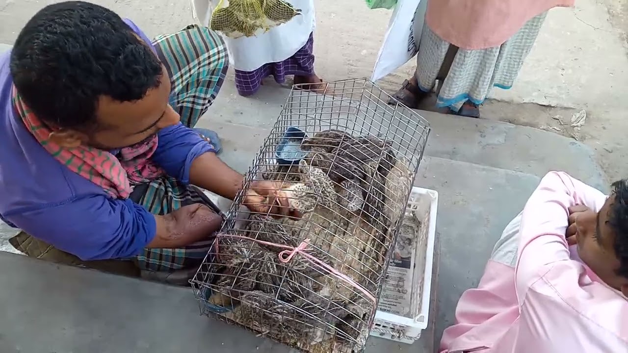 কোয়েল পাখির জীবন/https://www.youtube.com/@1minute242