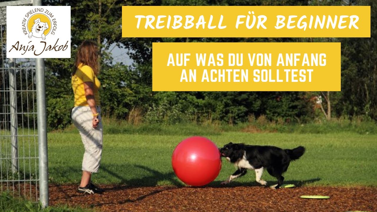 Treibball für Beginner und auf was Du von Anfang an achten solltest - Fragen  & Antworten