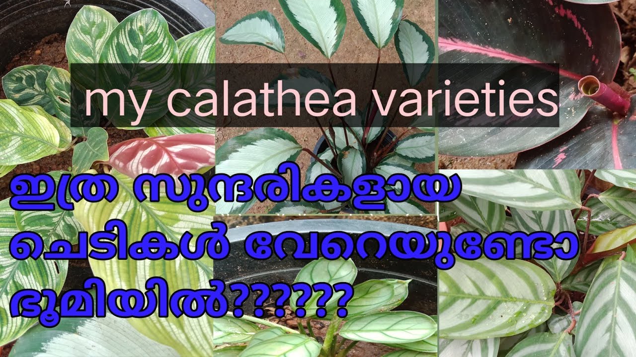 കുറച്ചു calathea varieties ഒന്നു പരിചയപെട്ടാലോ?????