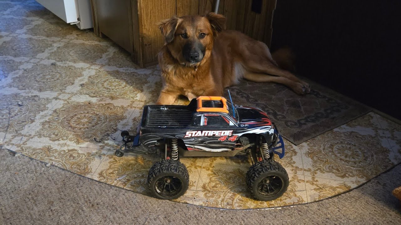 Running Roxanne (stampeede 4x4)