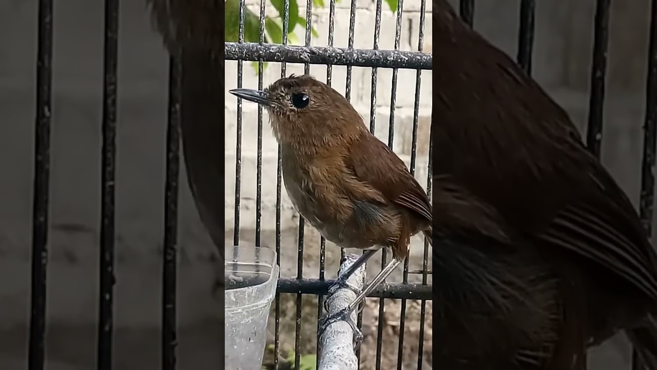 SUARA PANGGILAN BURUNG JONGKANGAN COKLAT