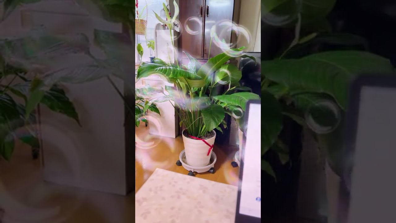 Enjoying Livestream😍 Connect to everyone guys! #friends #happy #likes #subscribe