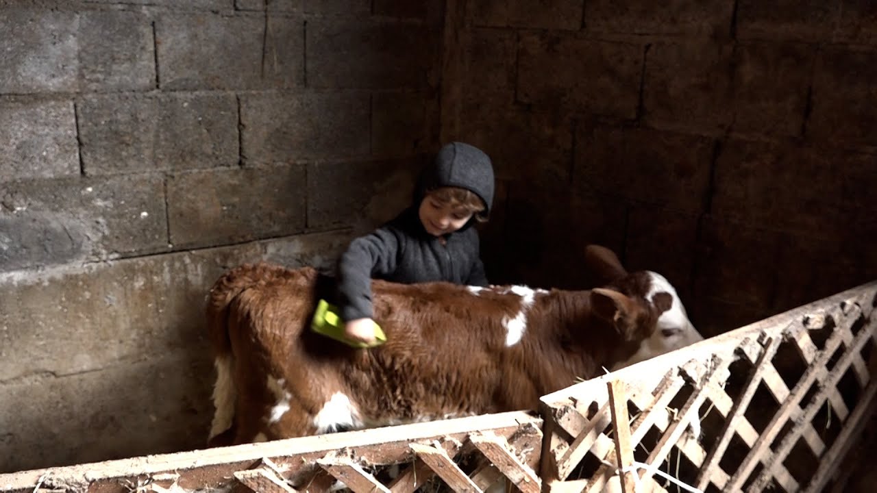 Ferma ne Sopi te Suharekes, 80 viça per shitje