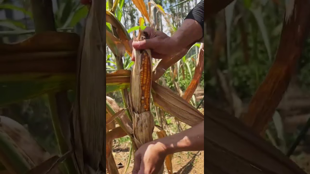 Breaking corn 🌽 