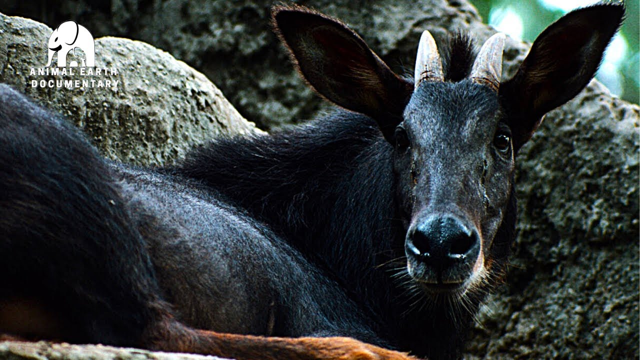 Discover Laos' RAINFOREST TREASURES