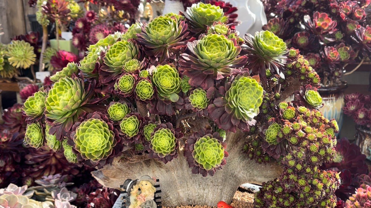 Beautiful succulents for sale 5/11/24 (sen đá Hàn đẹp )