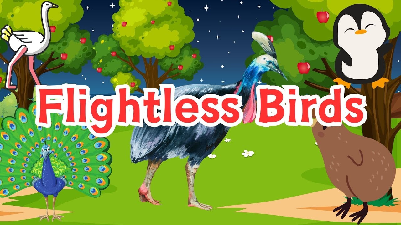 Birds that can't fly | Kids educational | videos Learn Flightless Birds Name | Non Flying Birds