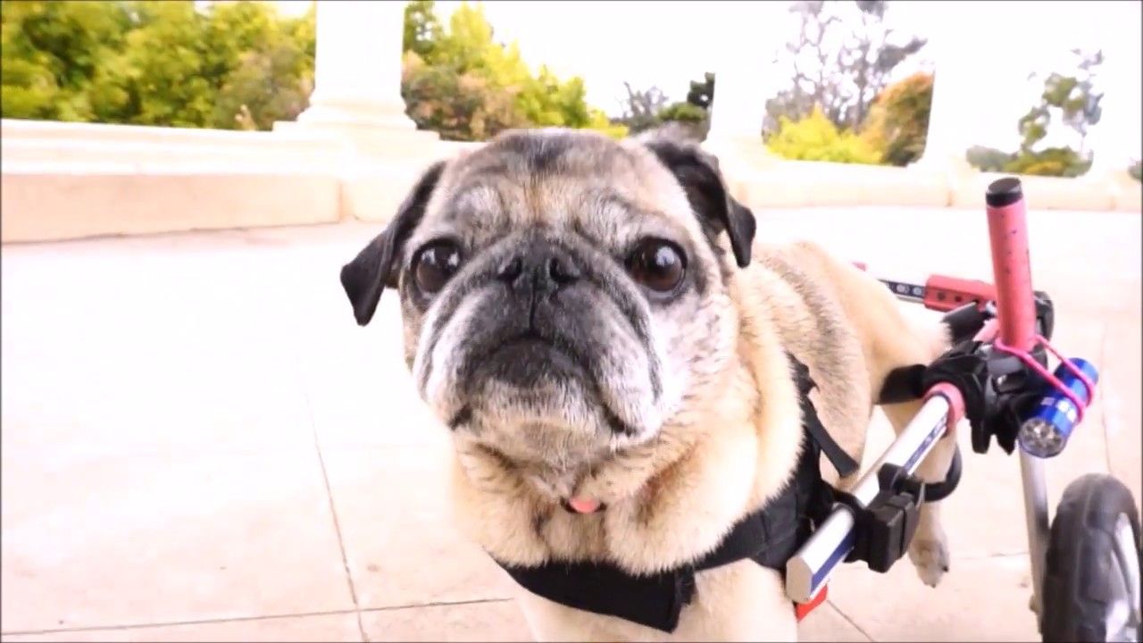 Dotty the Pug's Walkin' Wheels