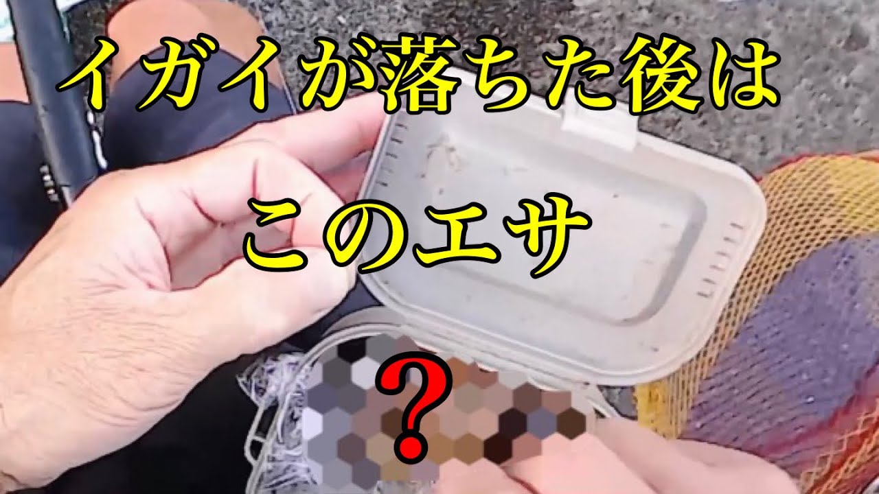 このエサで年無しチヌが連発！・・・【ヘチ釣り　黒鯛　落とし込み】