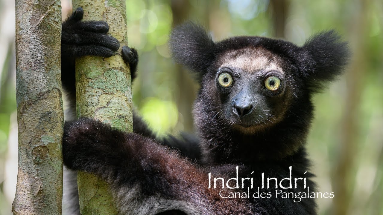 Indri Indri mother with her child - Canal des Pangalanes - Madagascar - 4K HDR