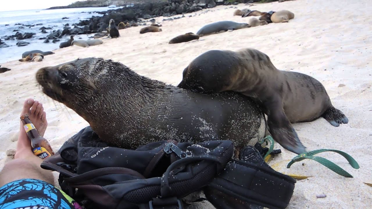 Friendly baby sea lions @ playa Mann - Isla San Cristobal - Galapagos