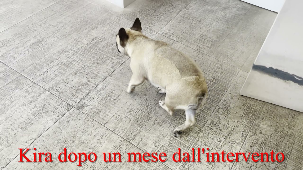 Riabilitazione in cane operato di ernia del disco -  Fisioterapia Veterinaria Pisa®