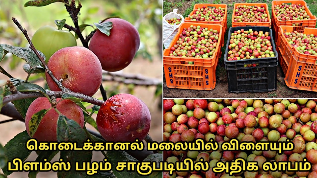 பிளம்ஸ் பழம் சாகுபடி இப்படித்தான் நடக்கிறது | plums fruit cultivation in tamil | Prunus subg. Prunus