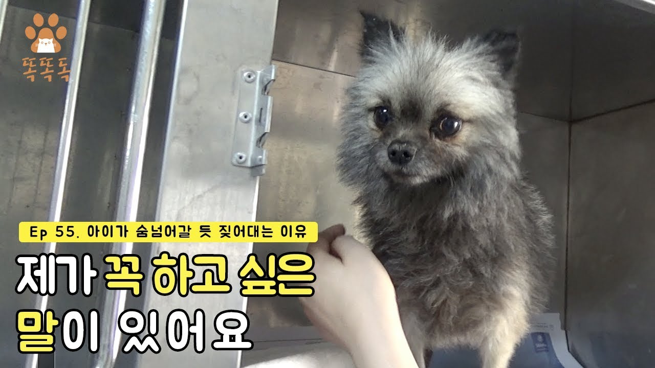 Ep.55 아이가 숨넘어갈 듯 짖어대는 이유