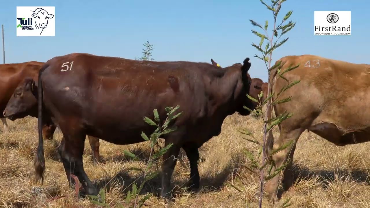 Colin Morodi cattle has been Delivered! #cattle #farming #2024 #Tuligrowth