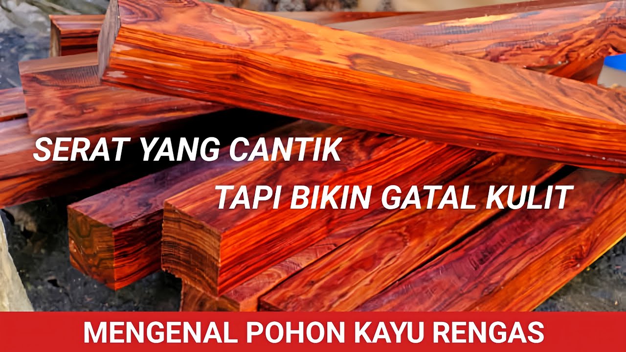 Mengenal Kayu Rengas yang mempunyai Serat Cantik dan Eksotik