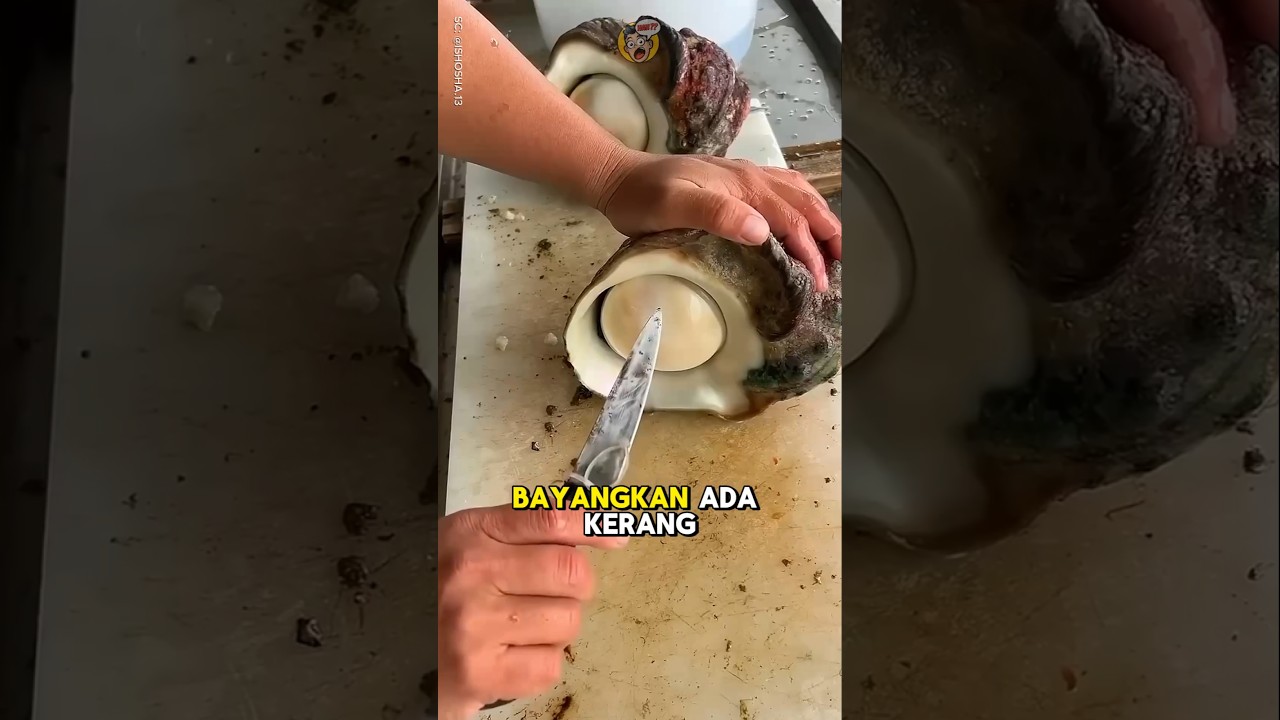 Kerang Raksasa dari Jepang⁉️😱 #shorts #short