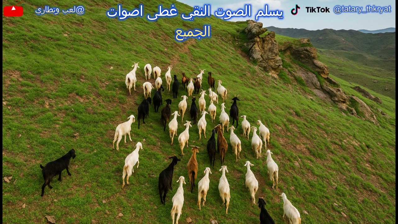 يسلم الصوت النقي غطى اصوات الجميع