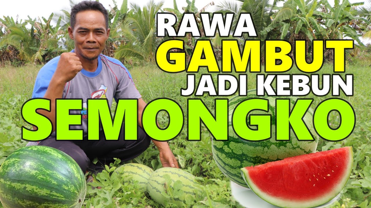 LIHAT KEBUN PAK ZAINAL, PENUH POHON BUAH! TRANSMIGRAN KALIMANTAN ASAL KAB. SEMARANG