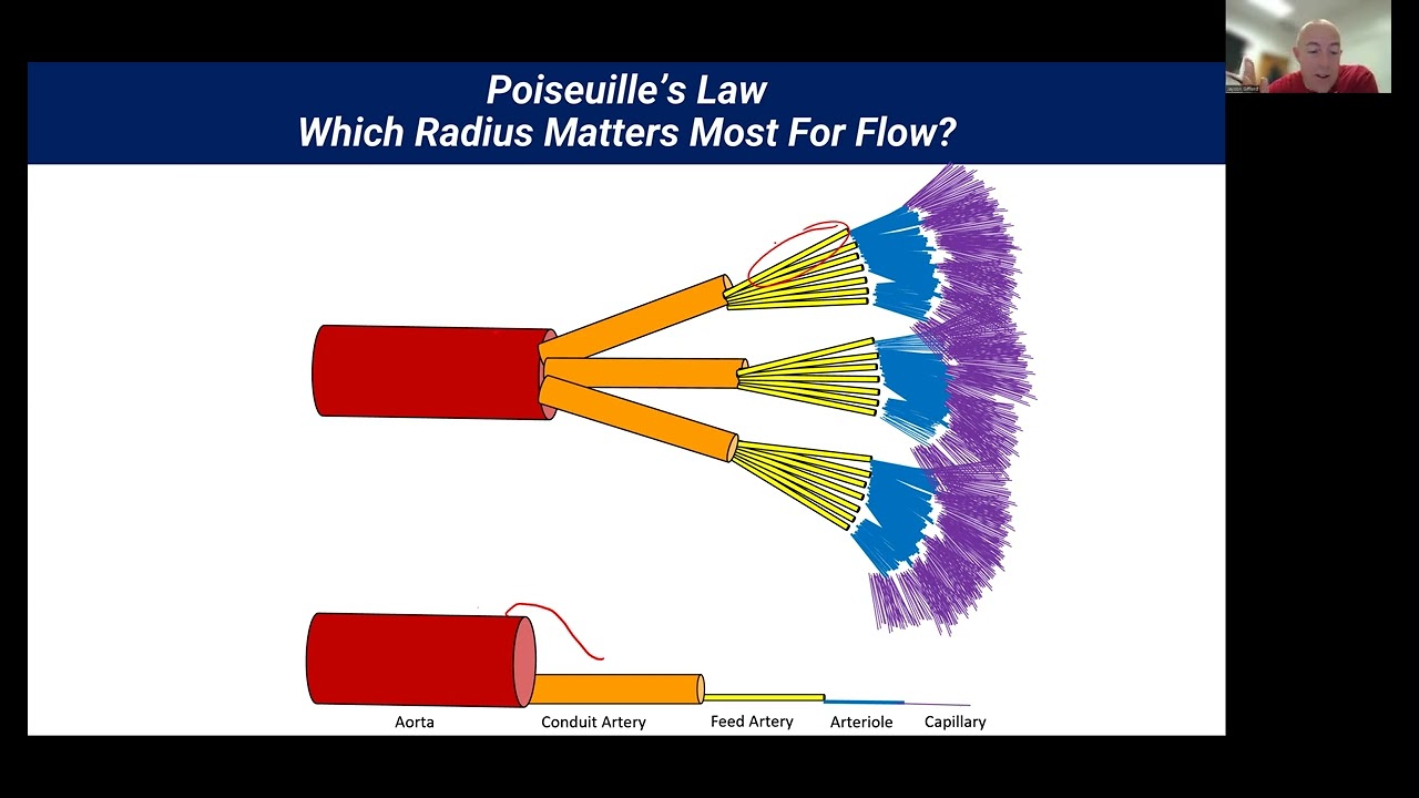 How is Exercise Blood Flow Controlled by Arterioles?