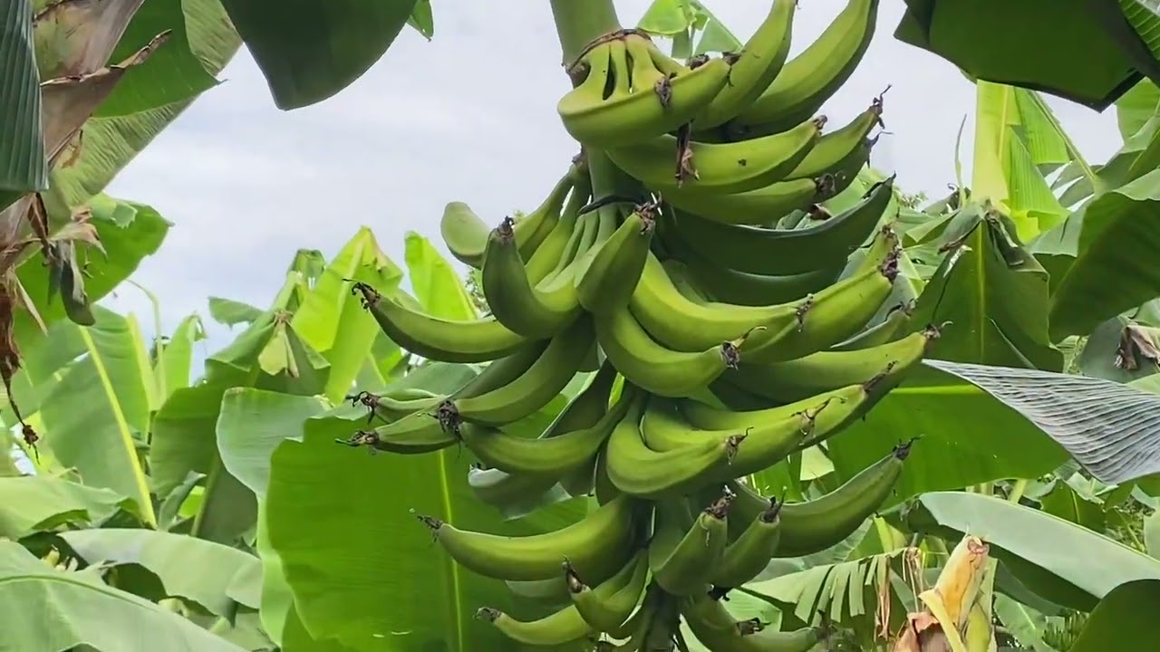 Variedad de Plátano hartón y Gran Enano.
