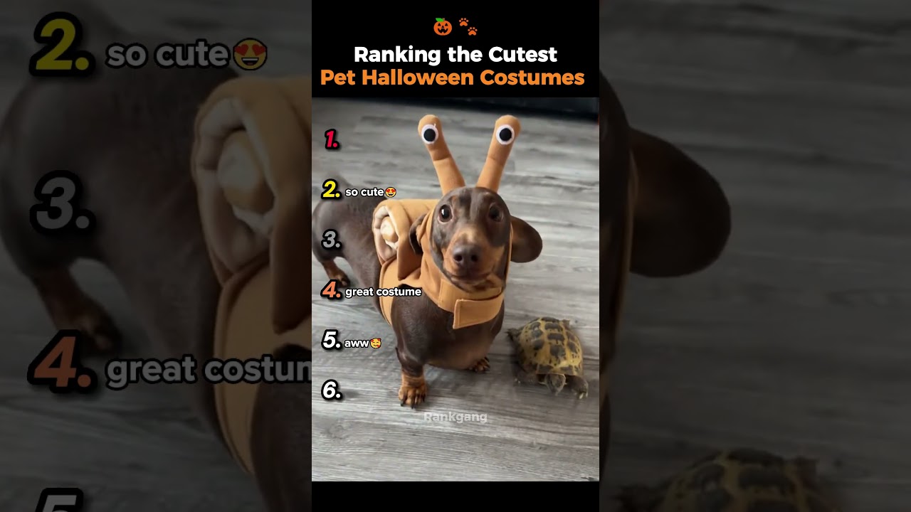 Ranking the Cutest Pet Halloween Costumes 🎃🐾#shorts #pets #halloween