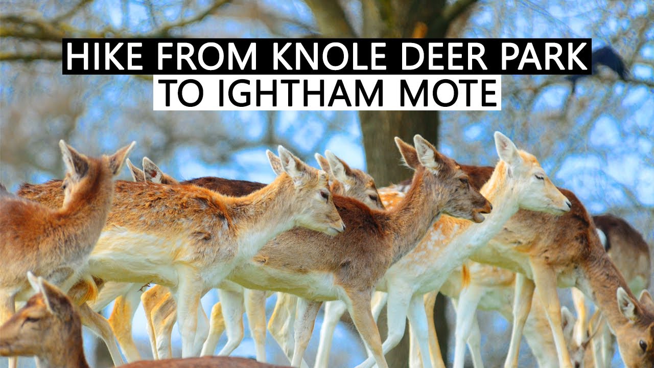 Sevenoaks: Knole to Ightham Mote countryside walk (National Trust)