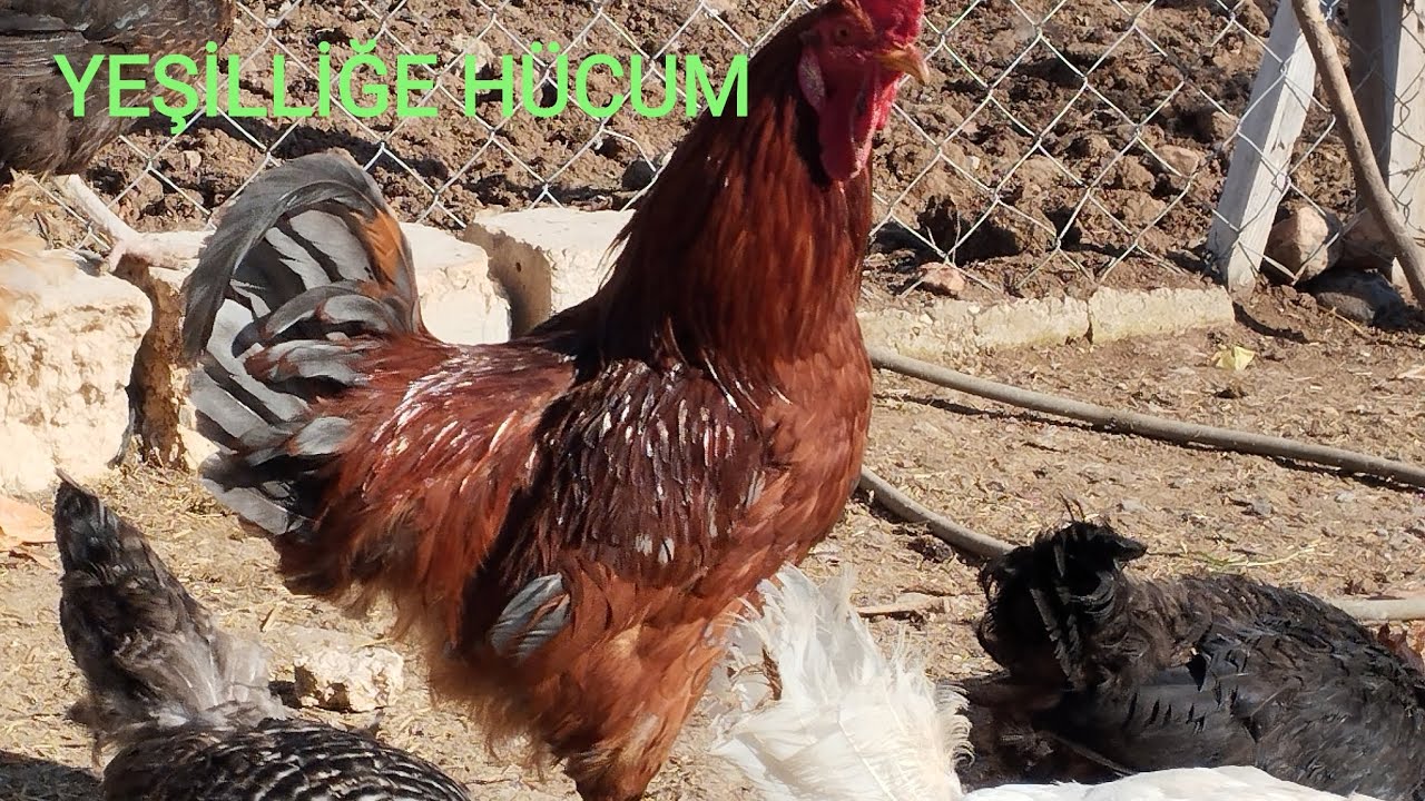 Yeşillige hücum ettiler.🥚.    Yumurta durumu nedir 🐔