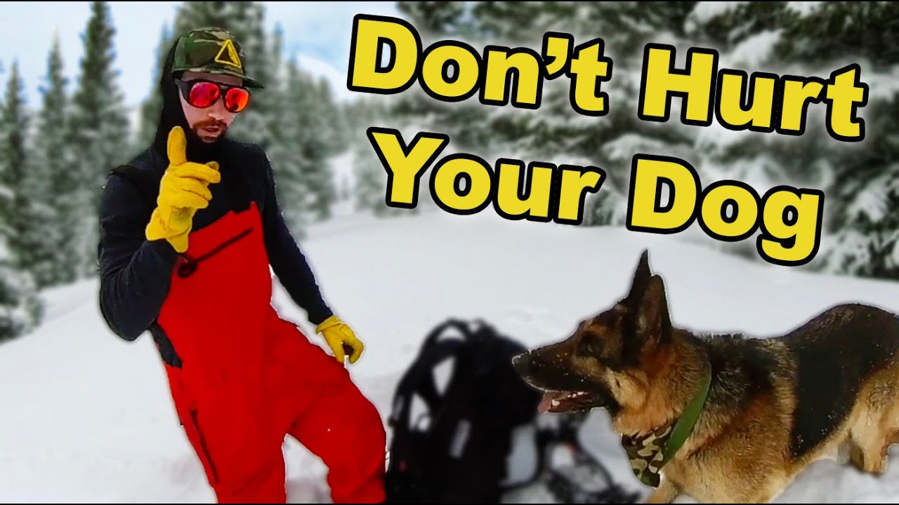 Backcountry Skiing Dog Adventure