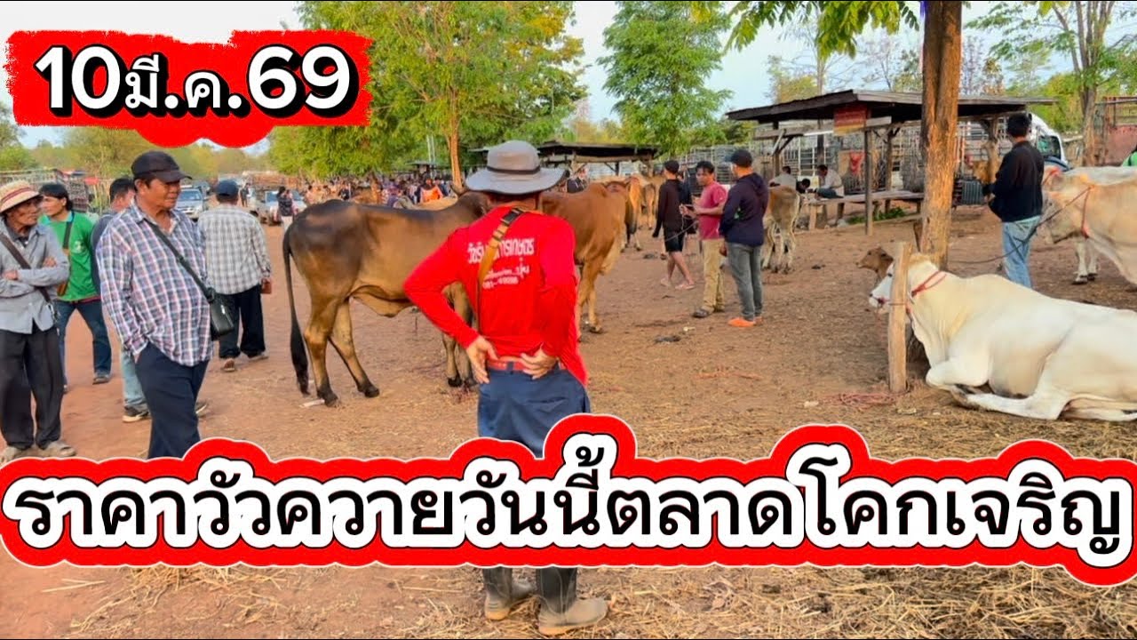 ชมบรรยากาศชื้อขายวัวตลาดโคกเจริญ อ.สว่าง จ.สกลนคร#ราคาวัววันนี้ 10/3/69