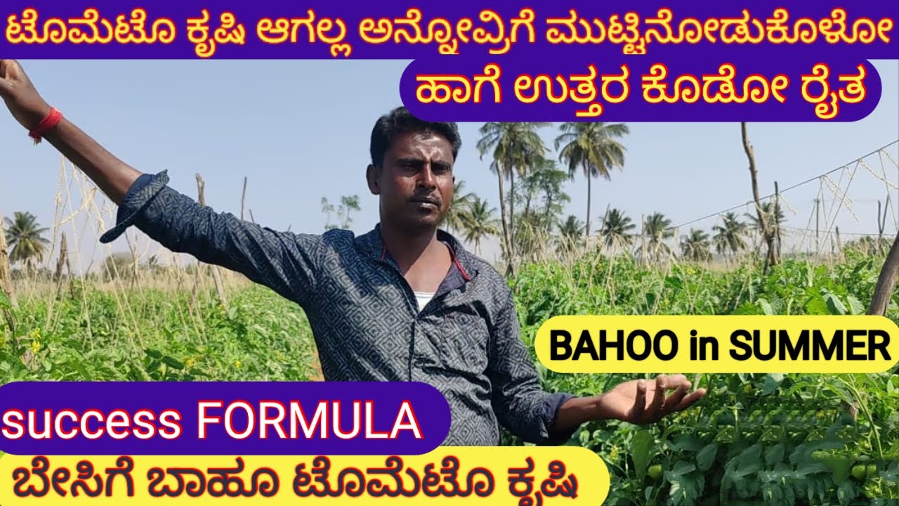 ಟೊಮೆಟೊ ಕೃಷಿಕರಿಗೆ ಅಧ್ಬುತ ಸಲಹೆ ಕೊಡ್ತಾರೆ ಇವರು.BAHOO ಟೊಮೆಟೊ ಕೃಷಿ ವಿವರಗಳು bahoo tomato farming 🍅