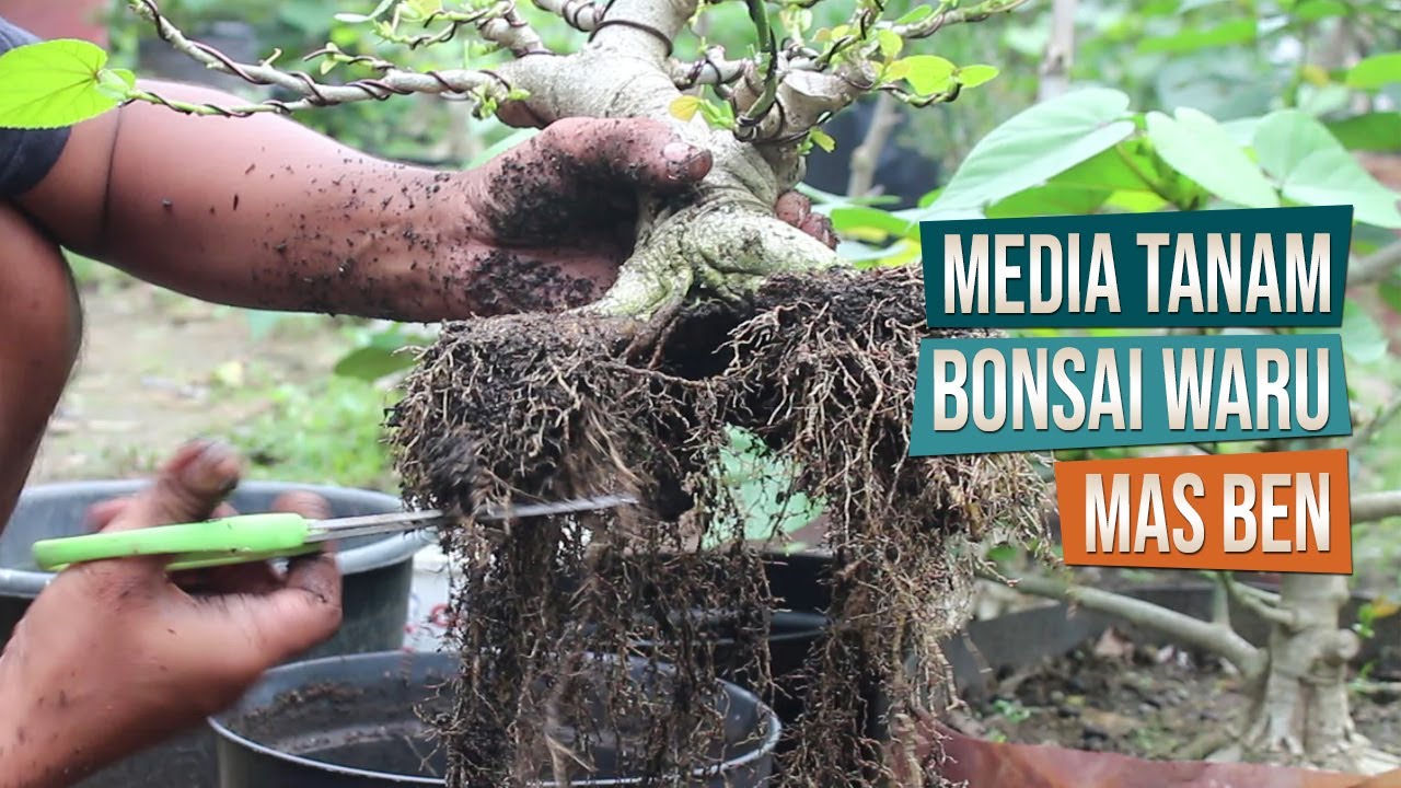Cara Ganti Media Bonsai Waru Bersama Mas Ben