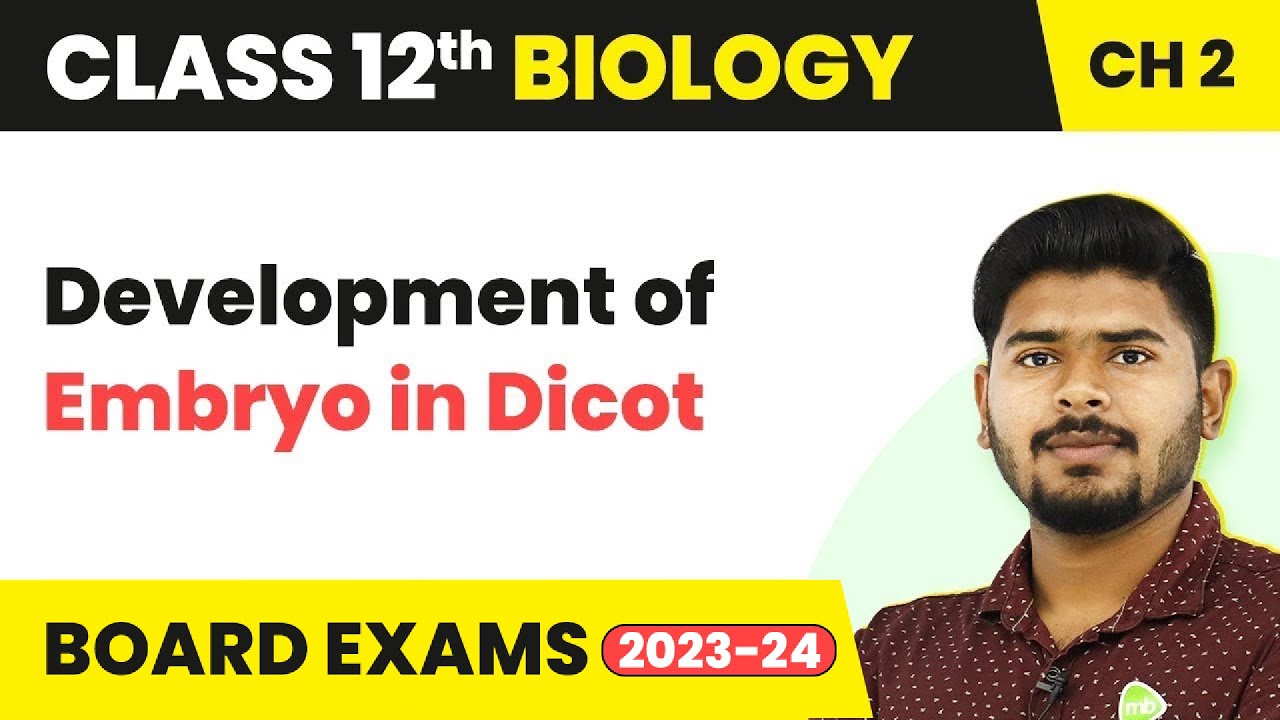 Development of Embryo in Dicot - Sexual Reproduction in Flowering Plants | Class 12 Biology 2022-23