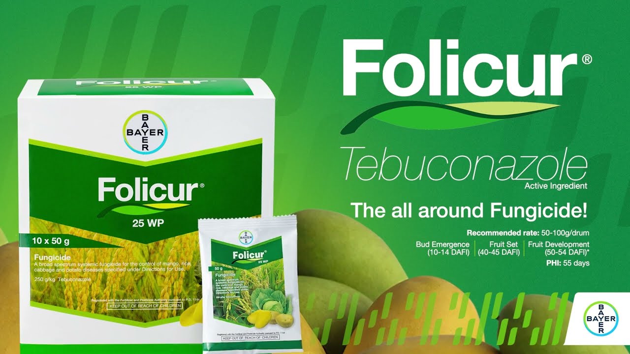Innovations for your Mango Production | Folicur&reg; 25 WP