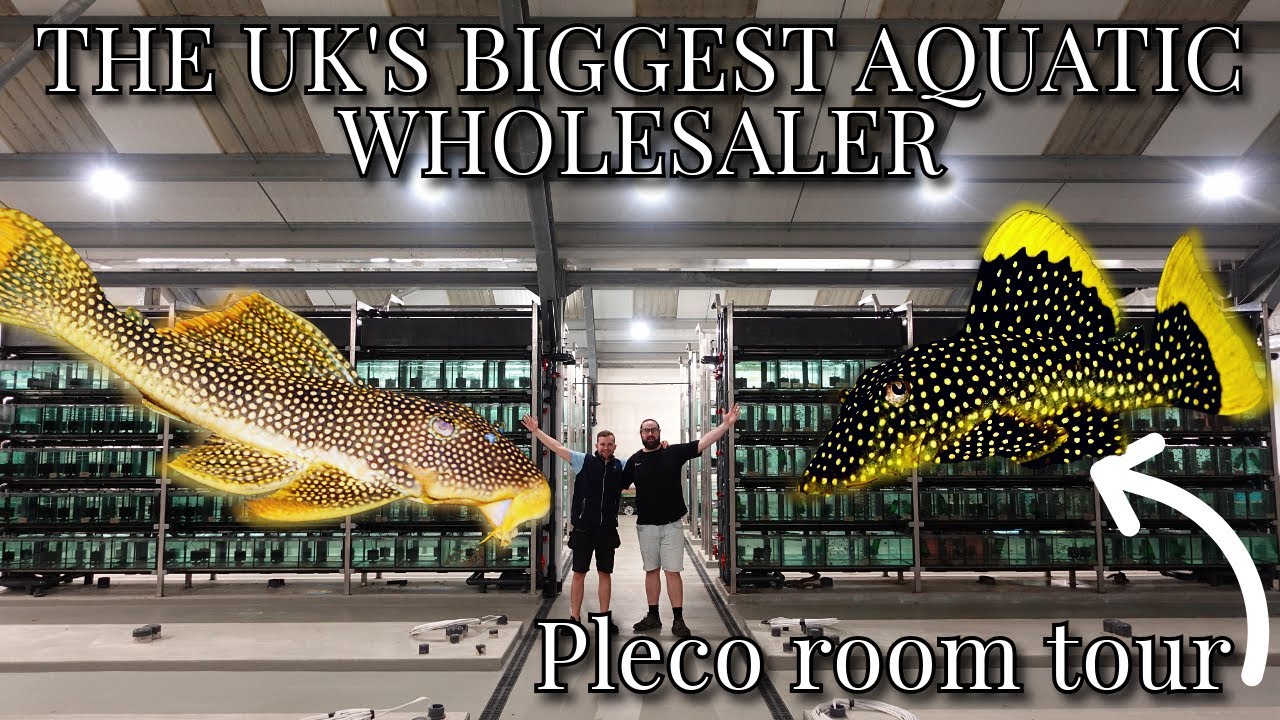 AMAZING PLECO ROOM TOUR | OVER 50 UNUSUAL SPECIES!