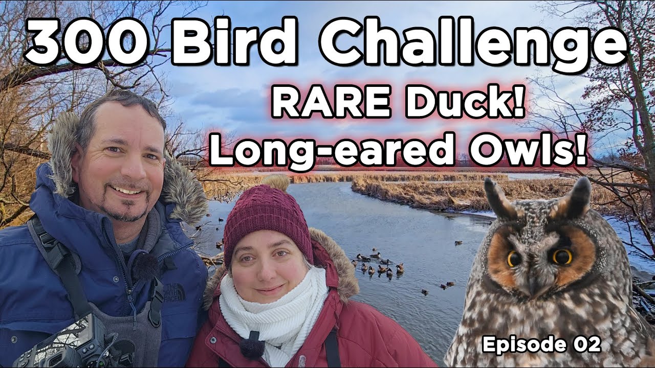 300 Bird Challenge: редкие утки и ушастые совы в окрестностях Торонто