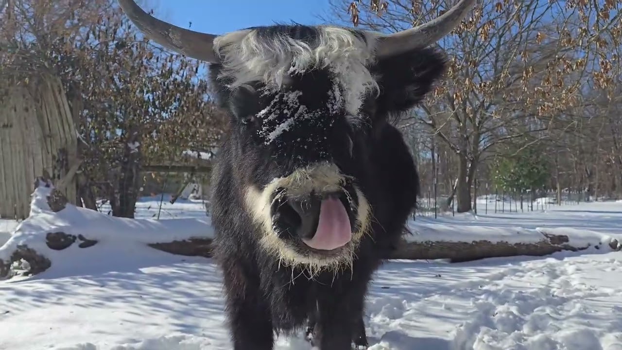 Below Zero Farm Life with Highland Cows, Bunnies, Chickens & Cats | Extra Hay & Warm Water