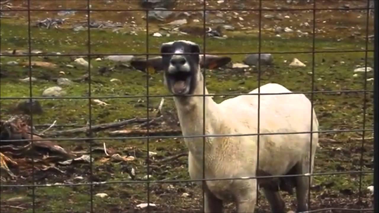 Screaming Goat (Hardstyle Remix)