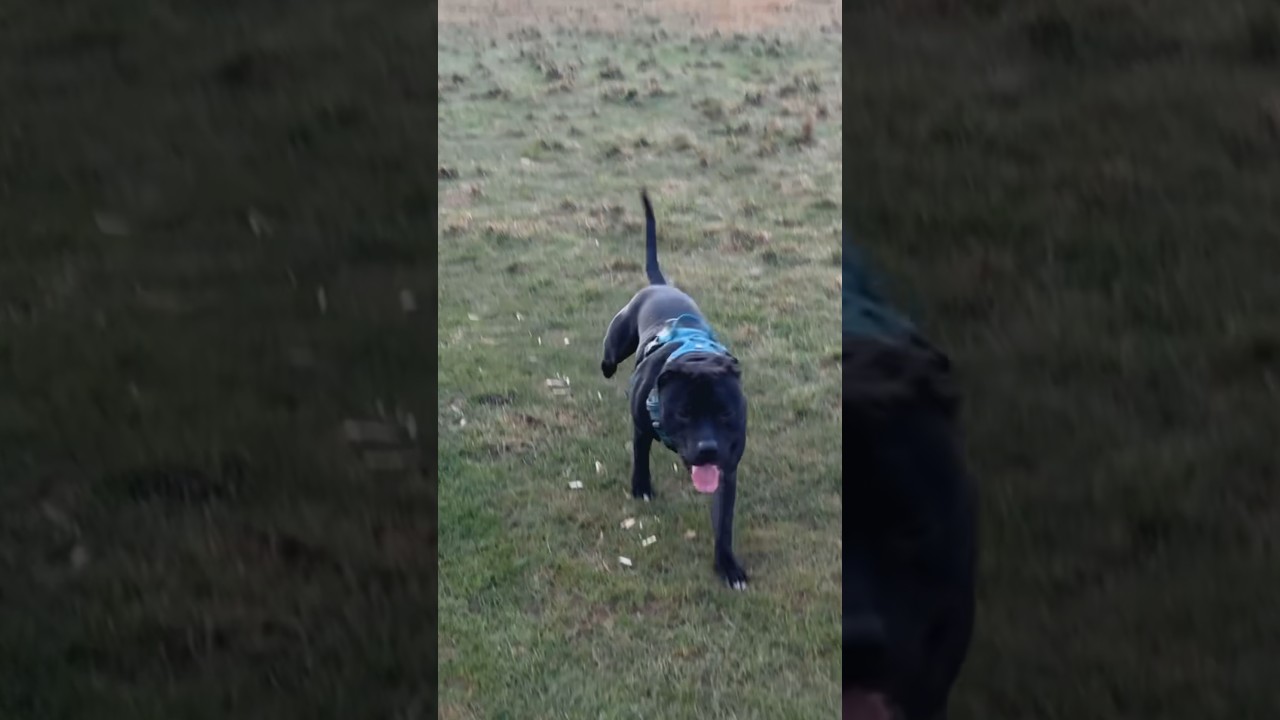 THE BEST Times With BUD #dog #pets #cute