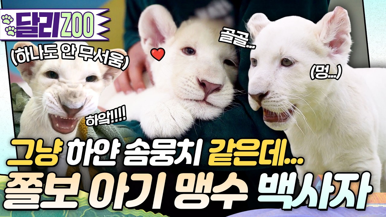 [🐕#달리ZOO] 아직 나 아가라구요😭 겁쟁이 왕쫄보 아기 백사자들의 귀여운 일상❤️ #tv동물농장 #달리 #DALI