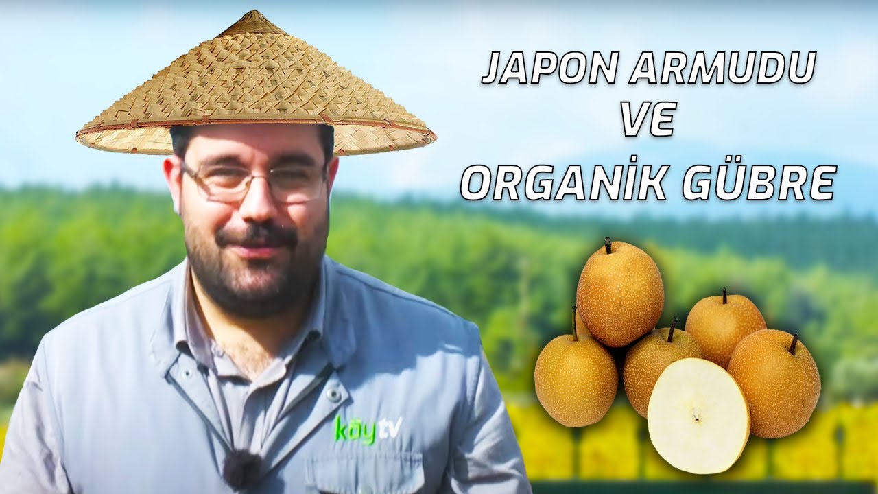 JAPON ARMUDU YETİŞTİRİCİLİĞİ VE ORGANİK GÜBRE KULLANIMI  | TARIM VİTRİNİ
