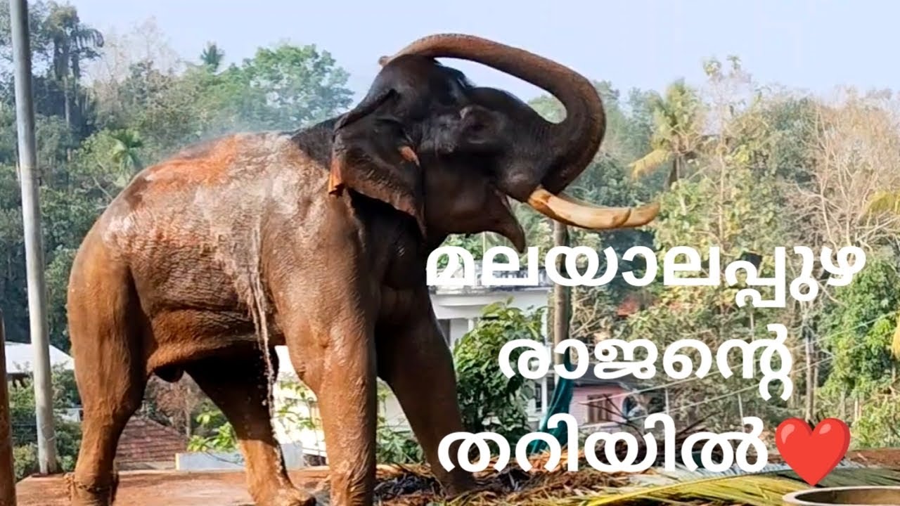 മലയാലപ്പുഴ രാജനെ കാണാൻ തറിയിൽ എത്തിയപ്പോൾ❤️