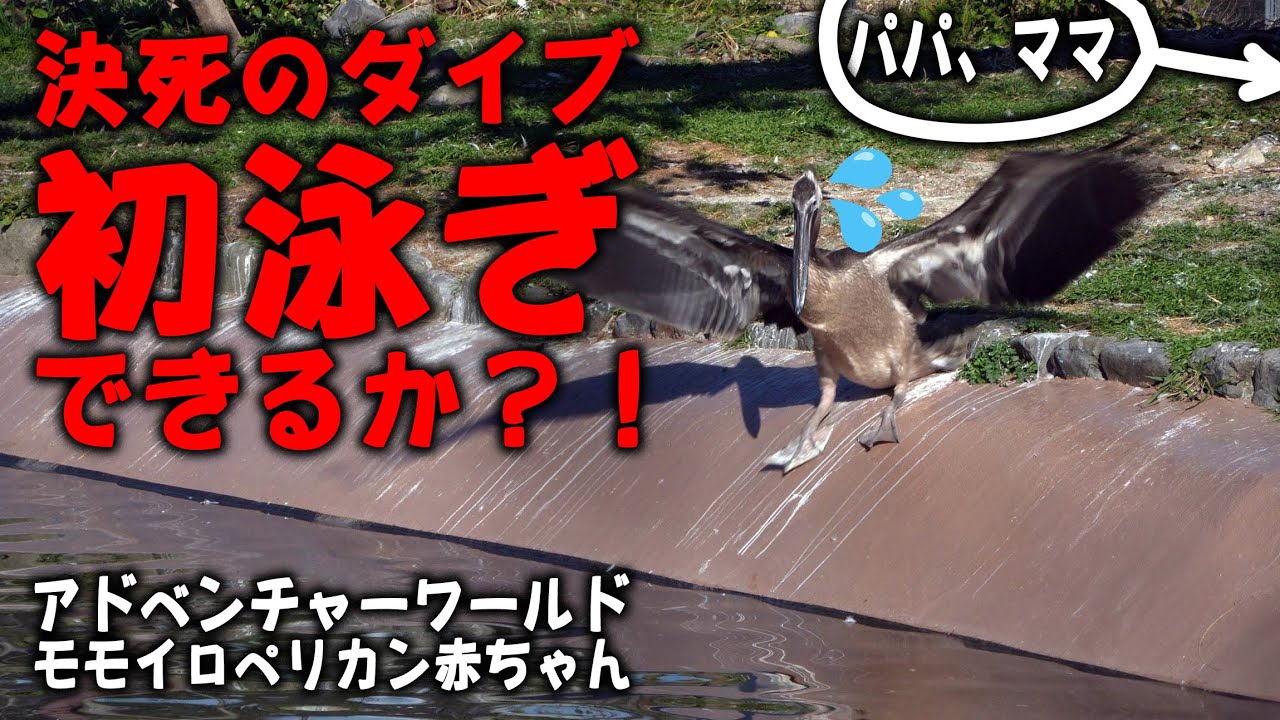 【パパにごはんもらって決死のダイブ】モモイロペリカンの赤ちゃん卒業の日 ところが悪ガキが待っていた